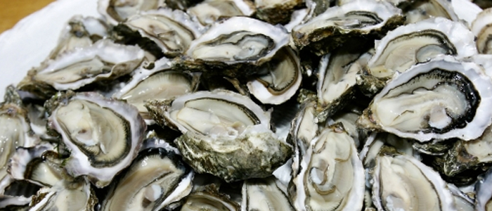 oester